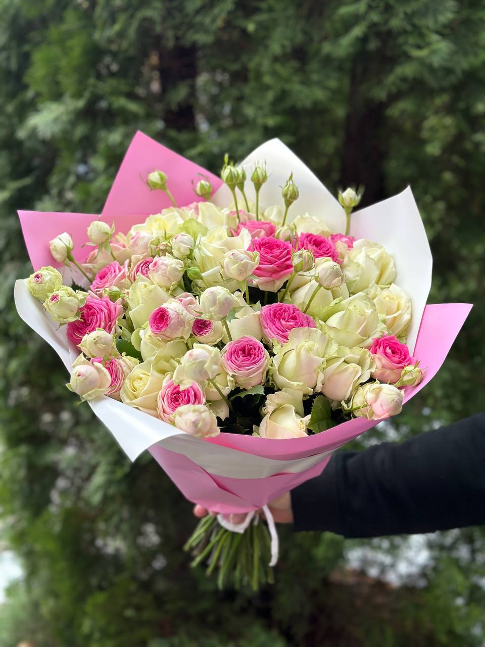 39 Roses Varieties Avalanche and Gelato