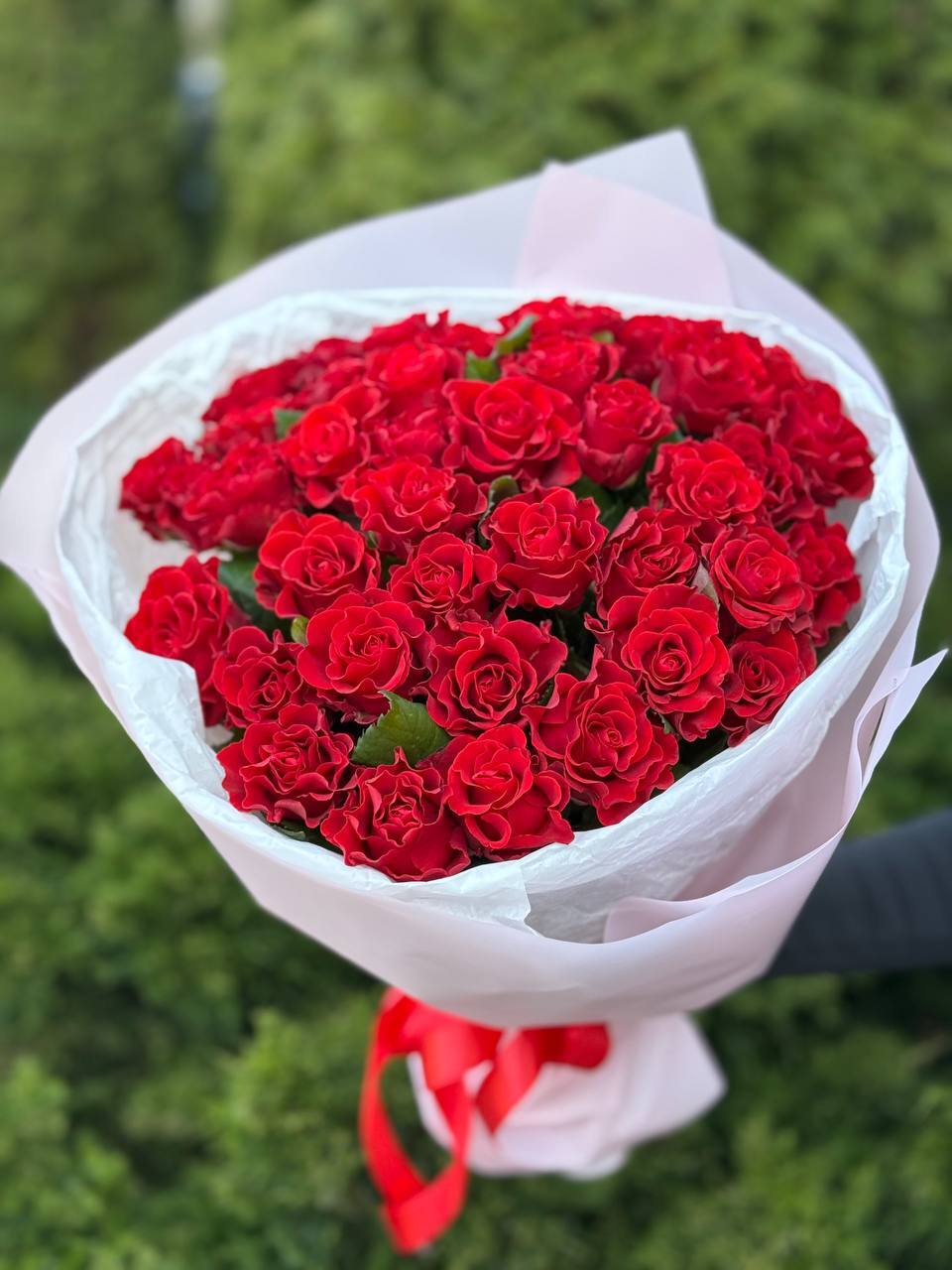 39 Roses Variety El Toro