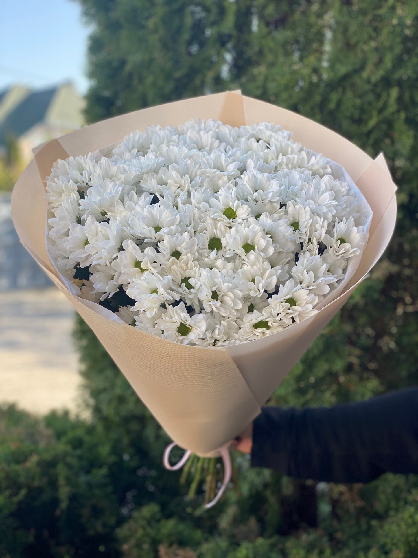 15 daisy-like chrysanthemums (color White)