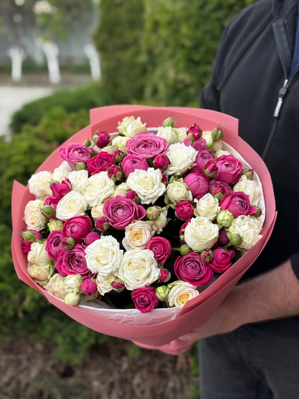 39 Roses Varieties Prince Bombastic and Majestic