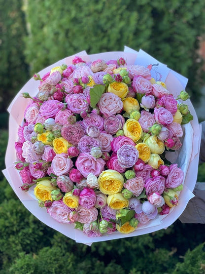 101 Peony Roses (Variety Lady Bombastic, Lavender, Peony)
