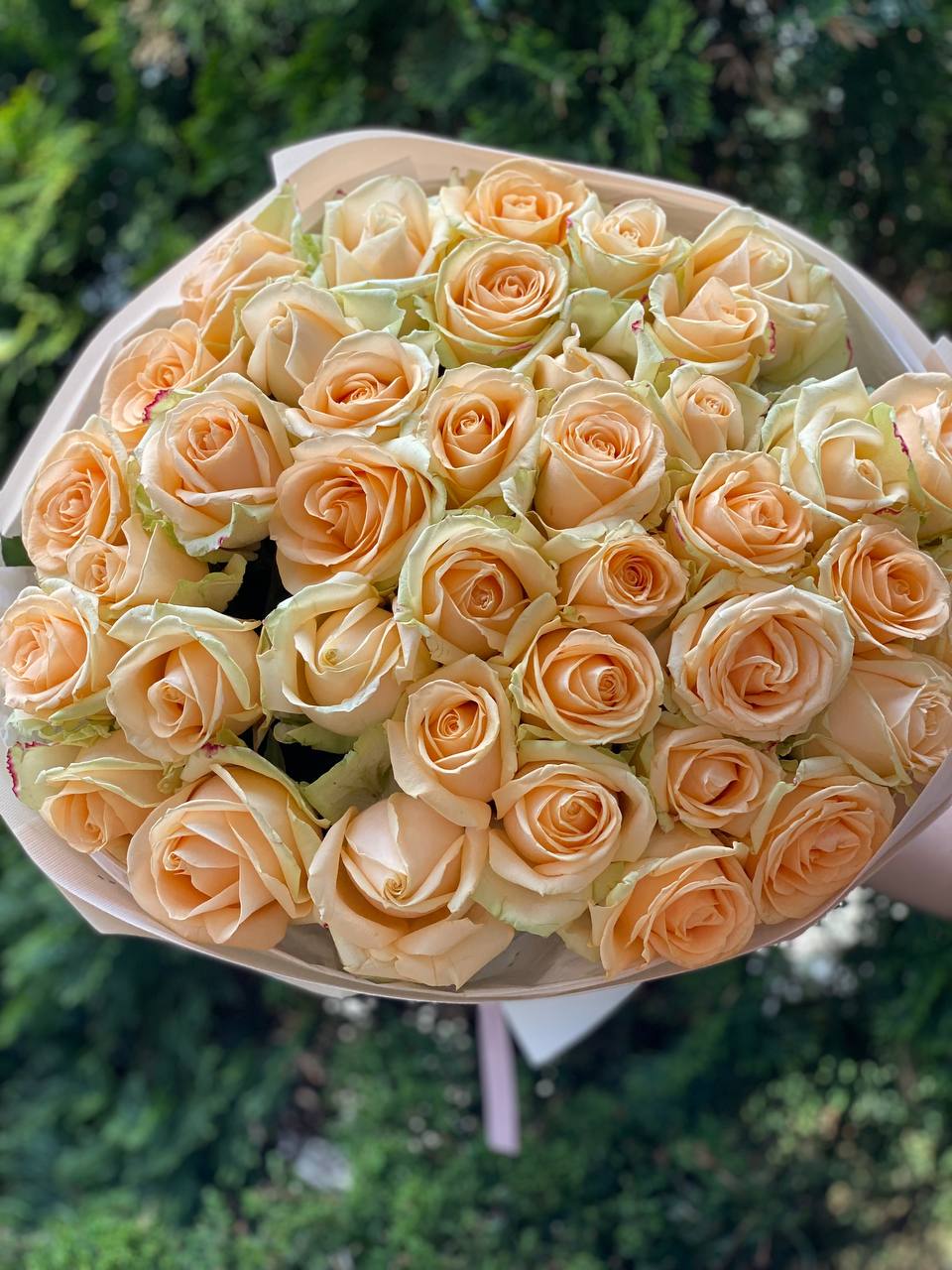 51 roses of the Peach Avalanche variety