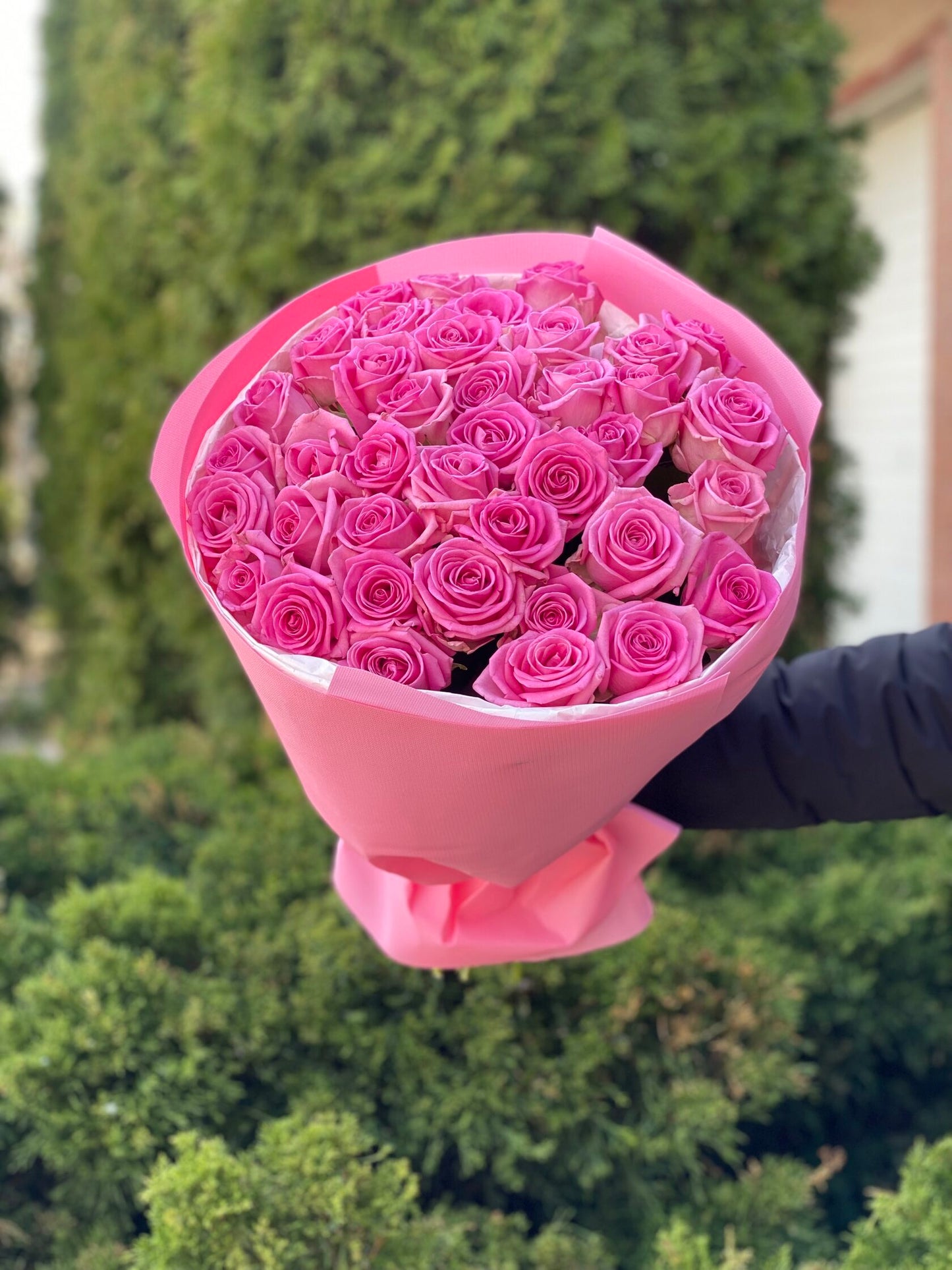 39 Roses Variety Aqua
