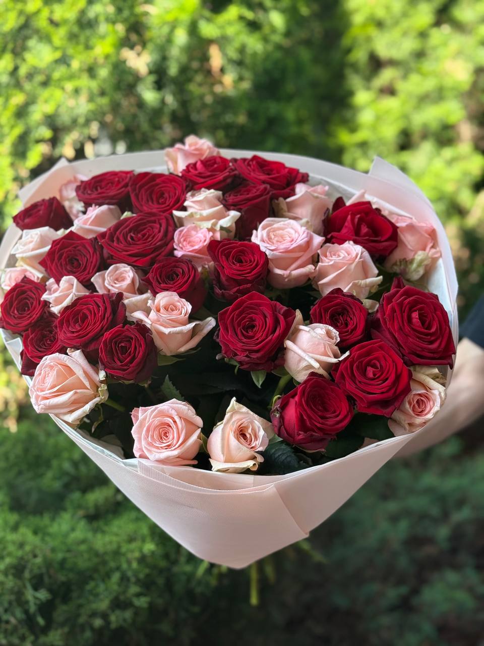 39 Roses Varieties Grand Prix and Kimberly