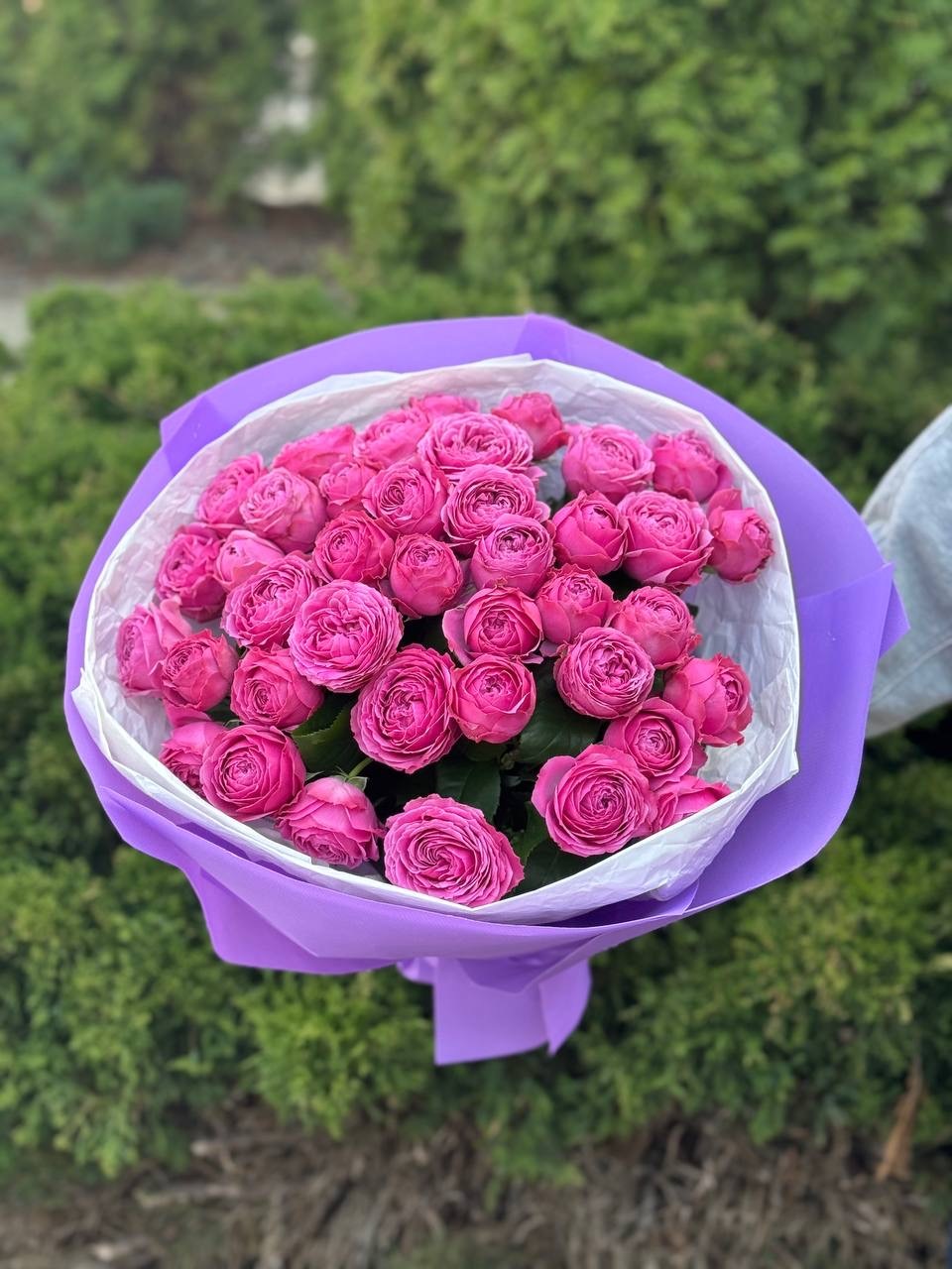 39 peony-shaped branch roses, Lavenderlace variety