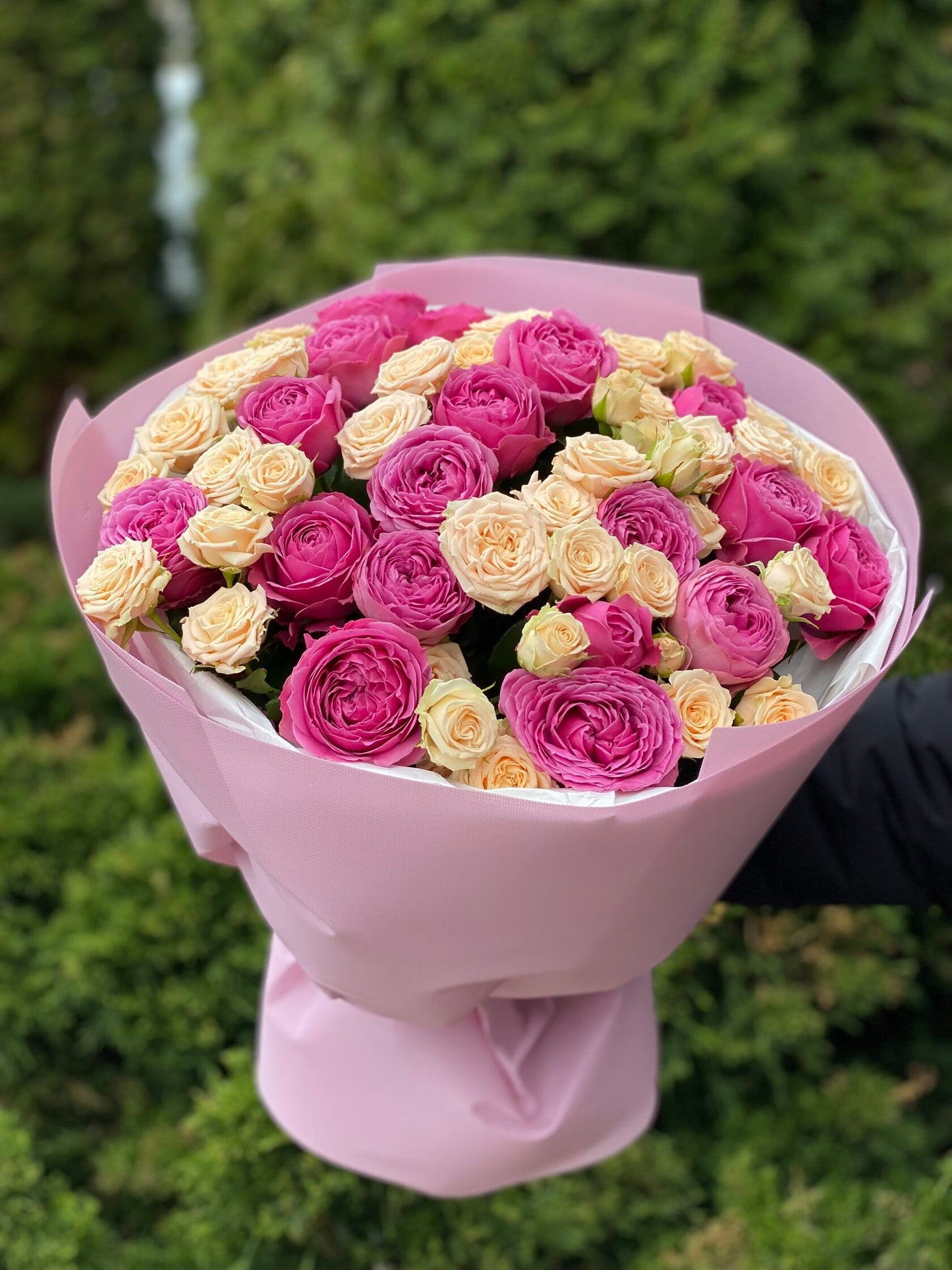 39 Peony Roses Varieties Tanja and Lavender Lace