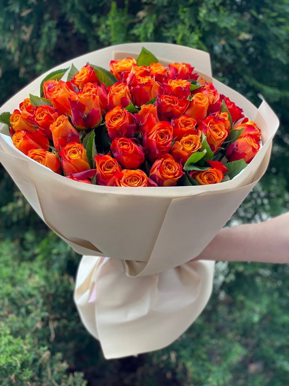 39 Roses Variety Holland Orange