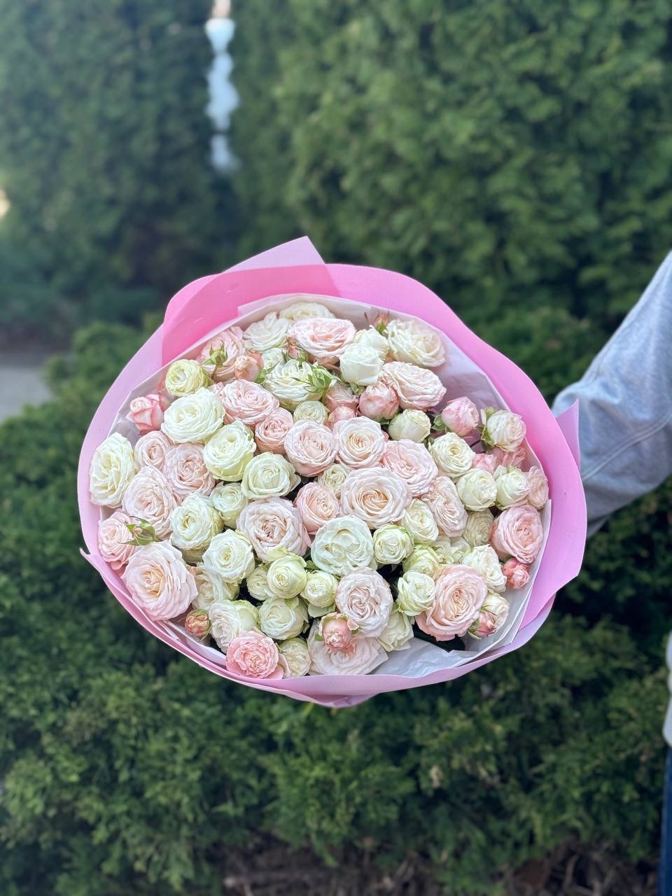 39 Roses Varieties Miss Bombastic and Bombastic