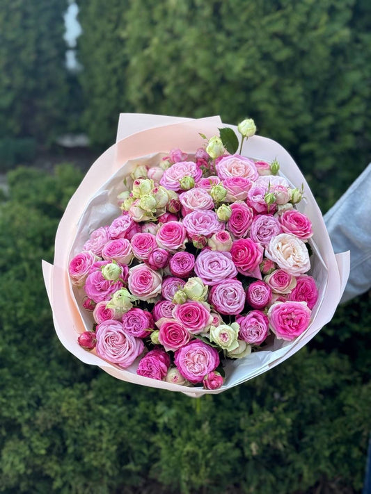 39 Roses Varieties Gelato and Lady Bombastic