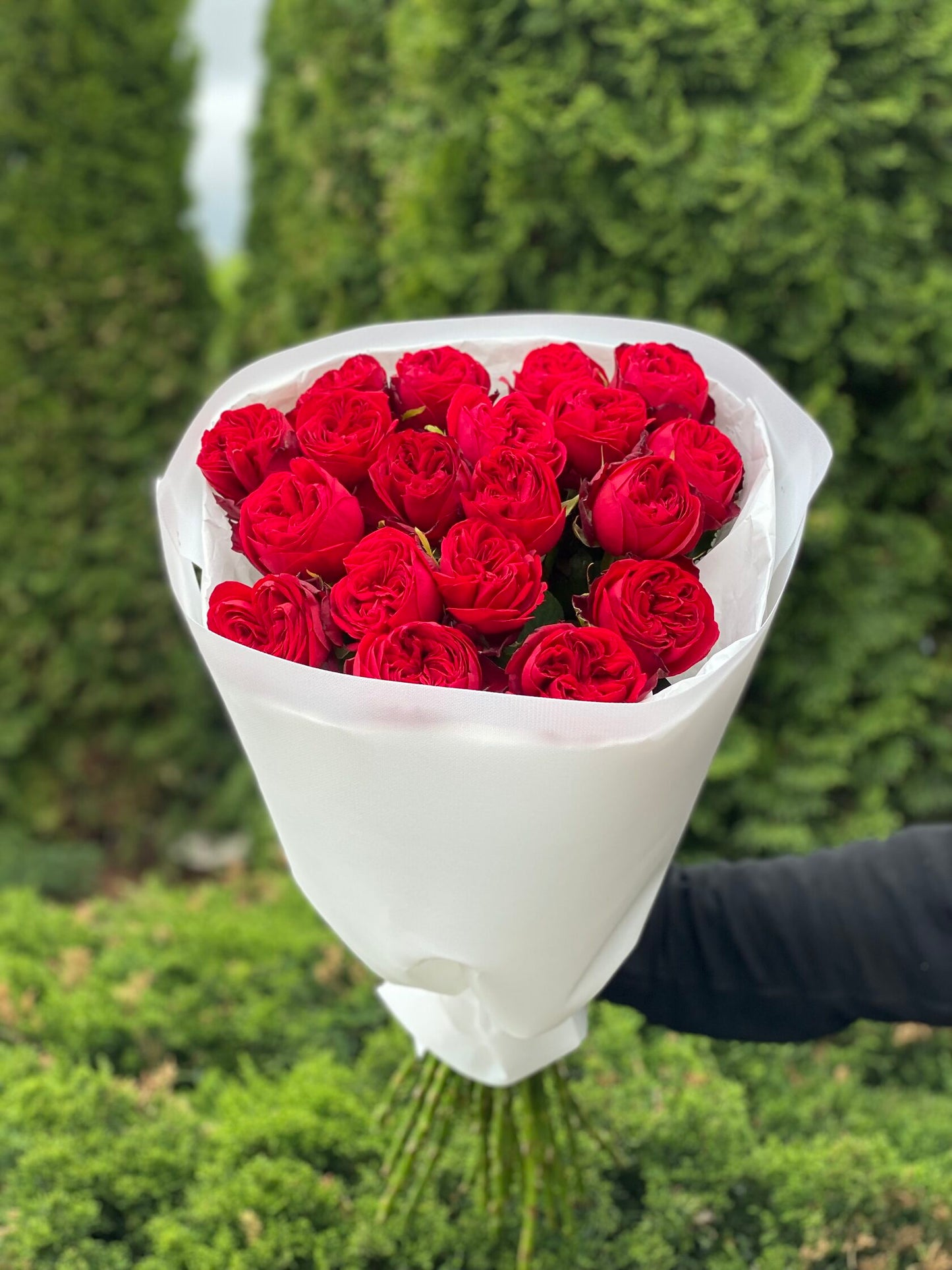 19 Roses Variety Red Peony Roses (Country Spirit)