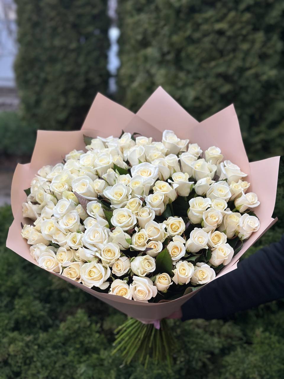 101 Roses Variety Beluga