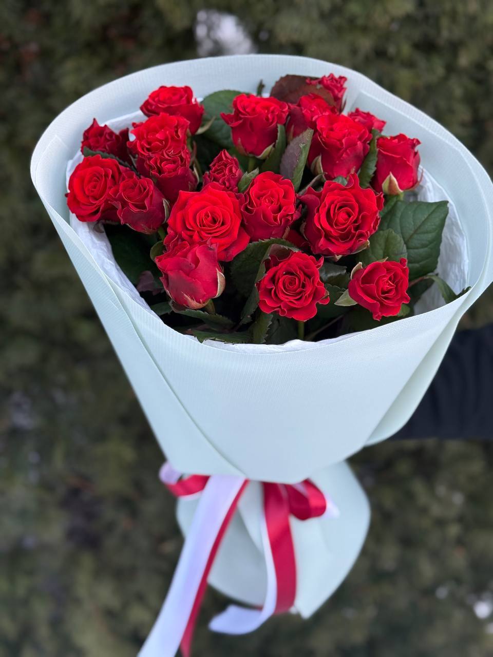 19 Roses Variety El Toro