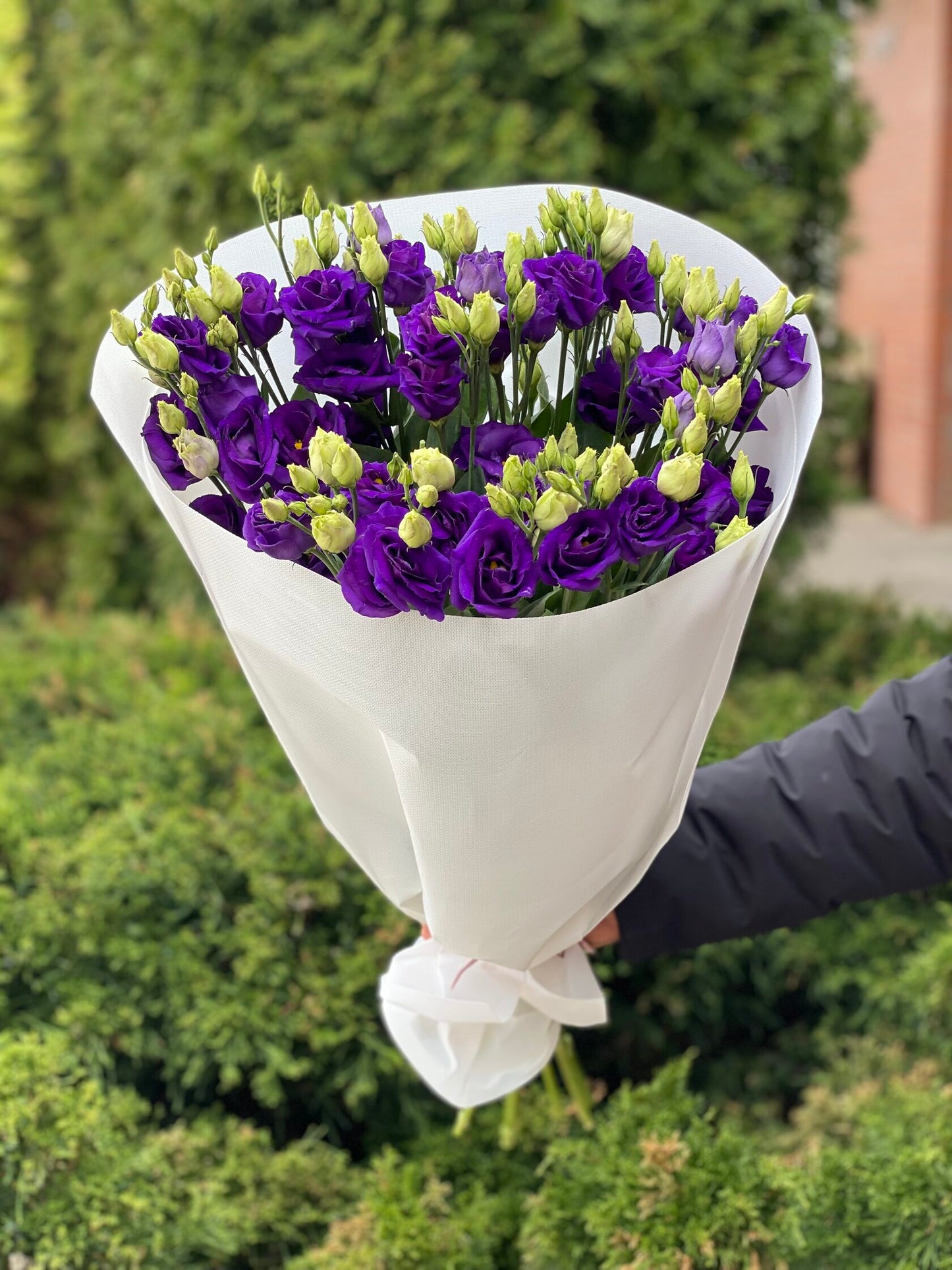 White eustoma 9 stems (70 cm)