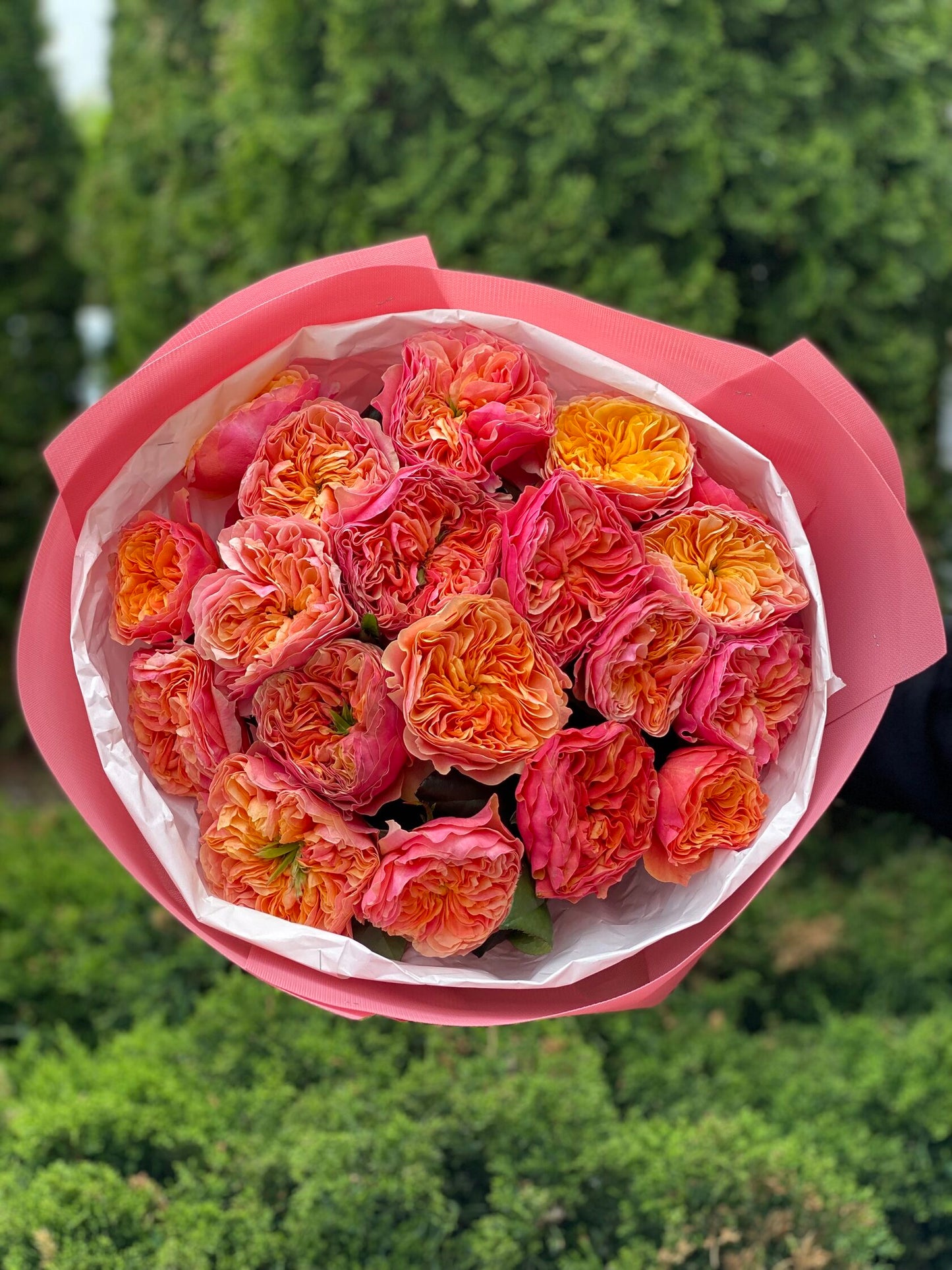 19 Roses Variety Kensington Garden Orange Peony Roses