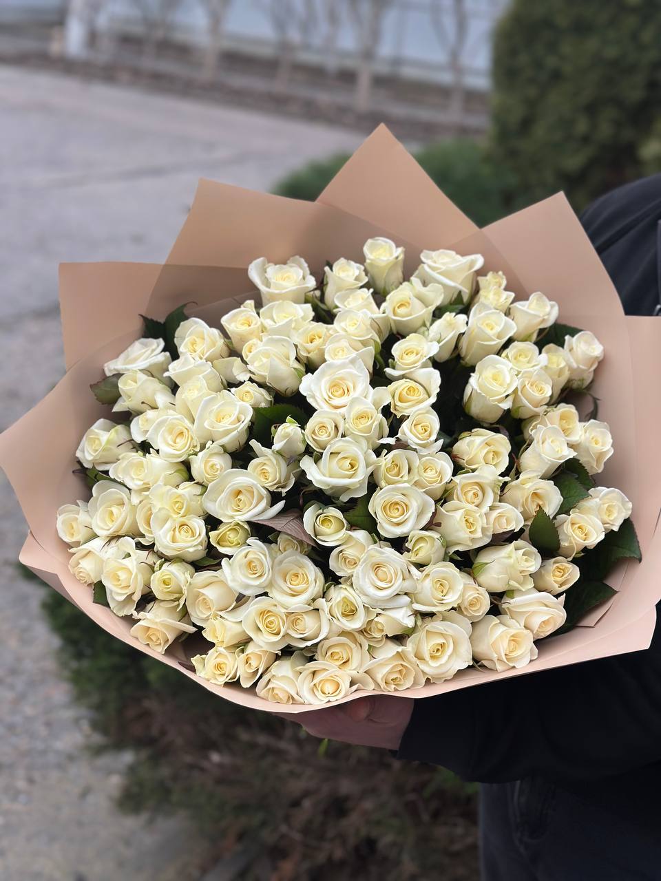 101 Roses Variety Beluga