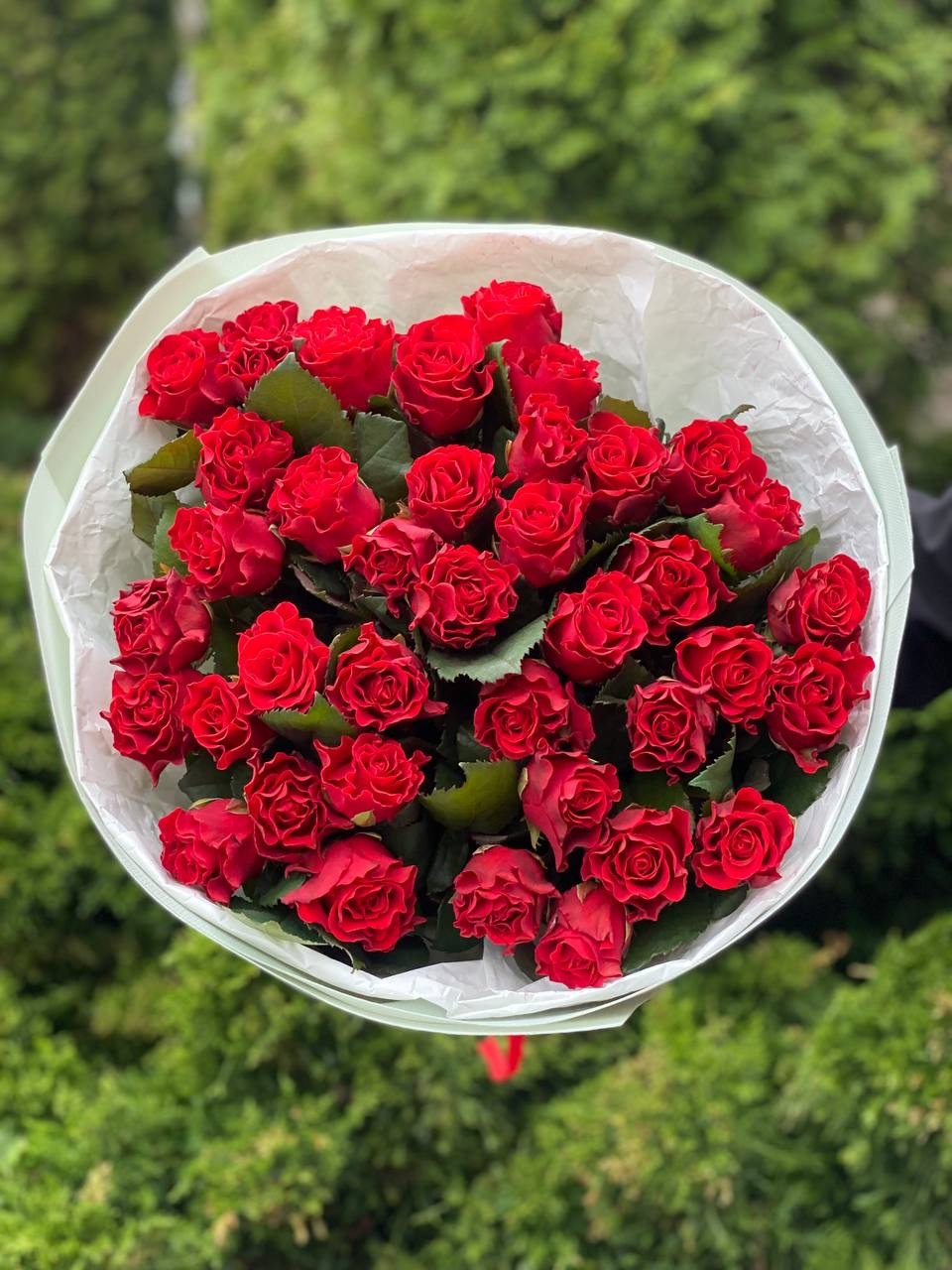 39 Roses Variety El Toro
