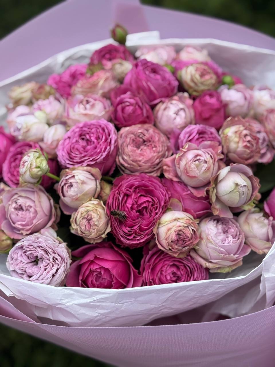 39 Roses Varieties Lavender Lace and Lavender