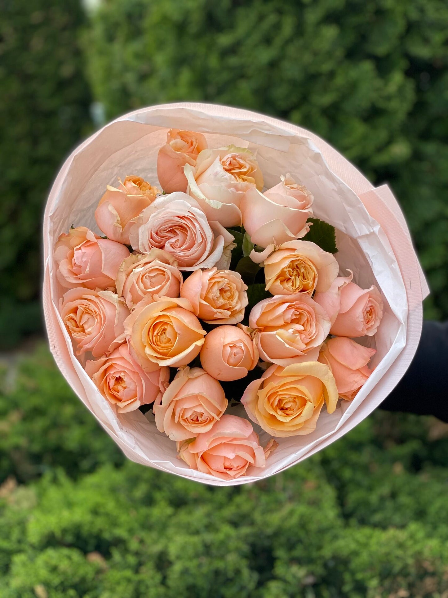 19 Roses Variety Ember Sun Powdery Peony Roses