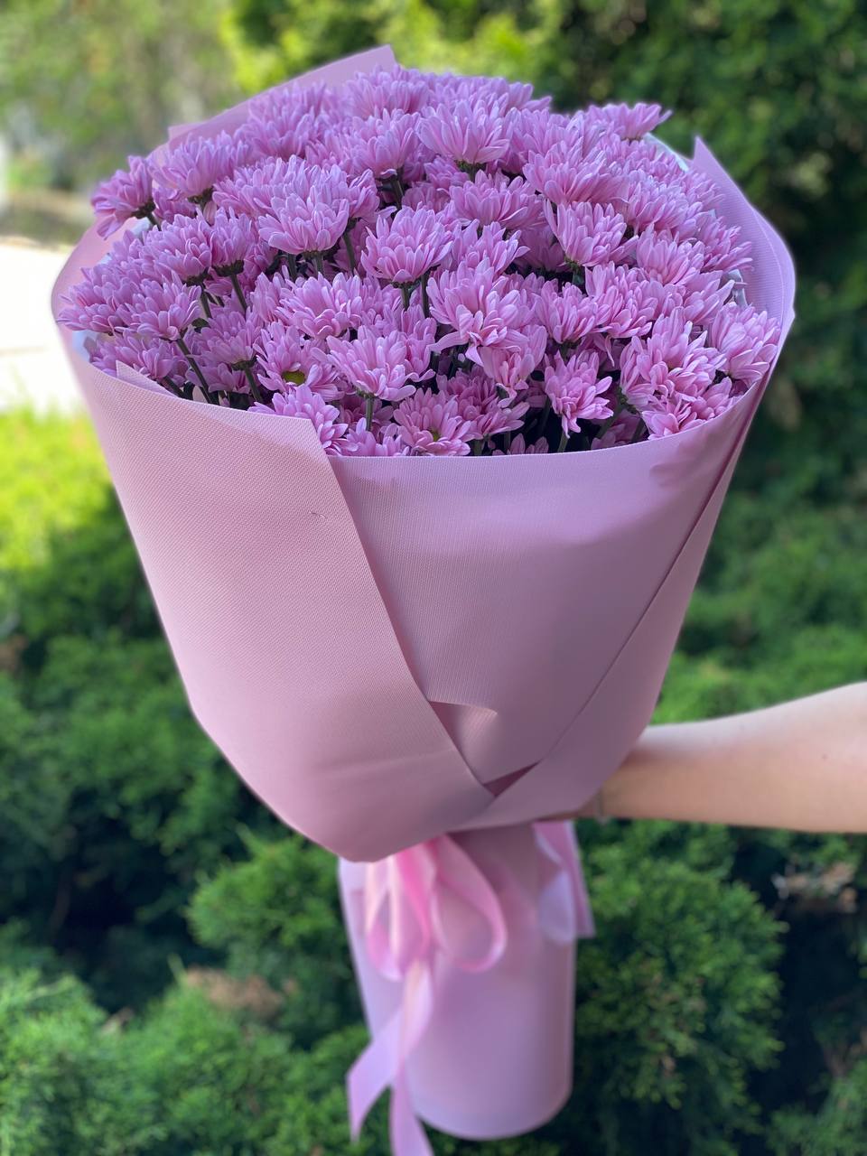 15 daisy-like chrysanthemums (color Purple)
