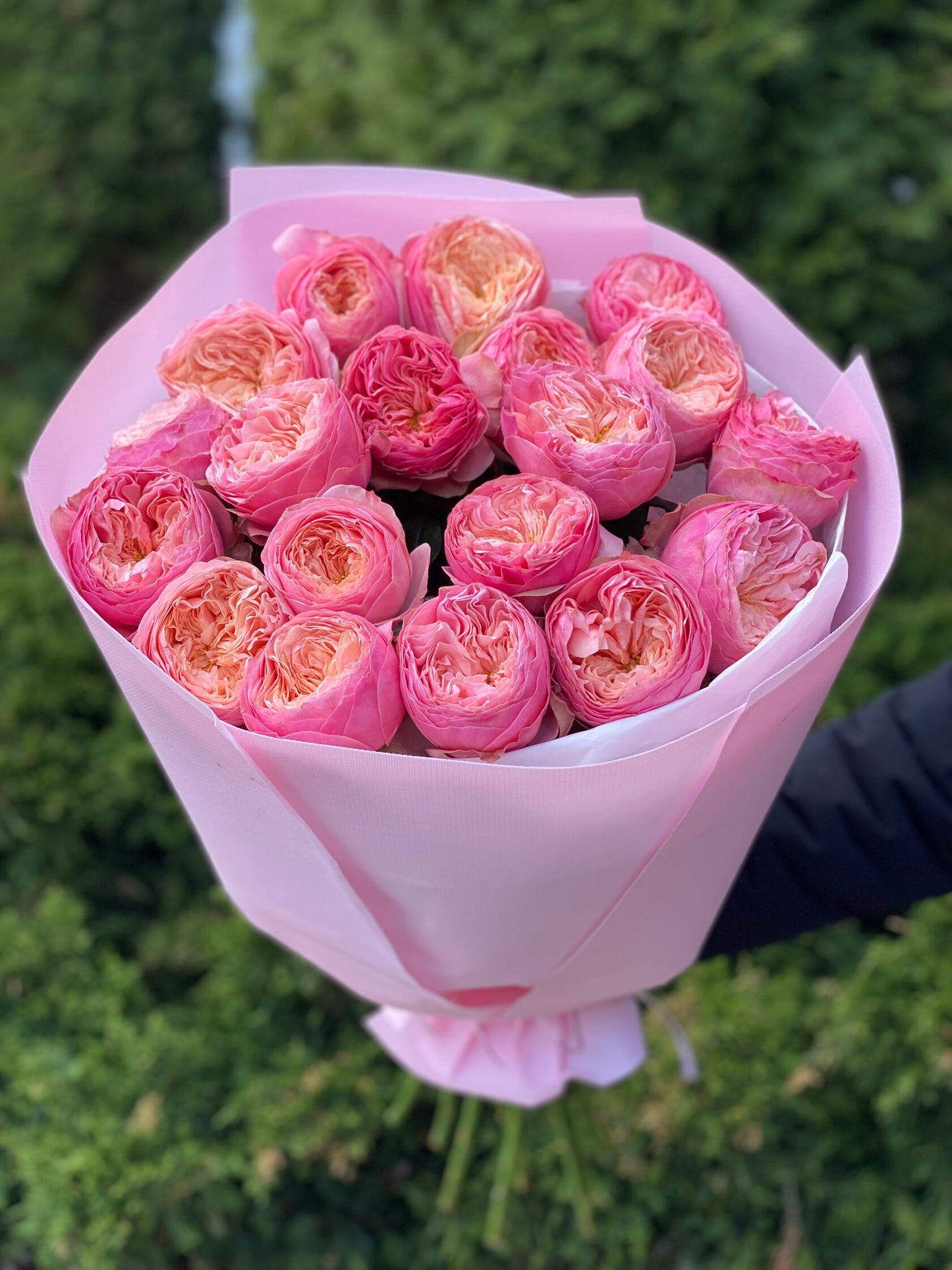 19 Roses Variety Harper Peony Roses