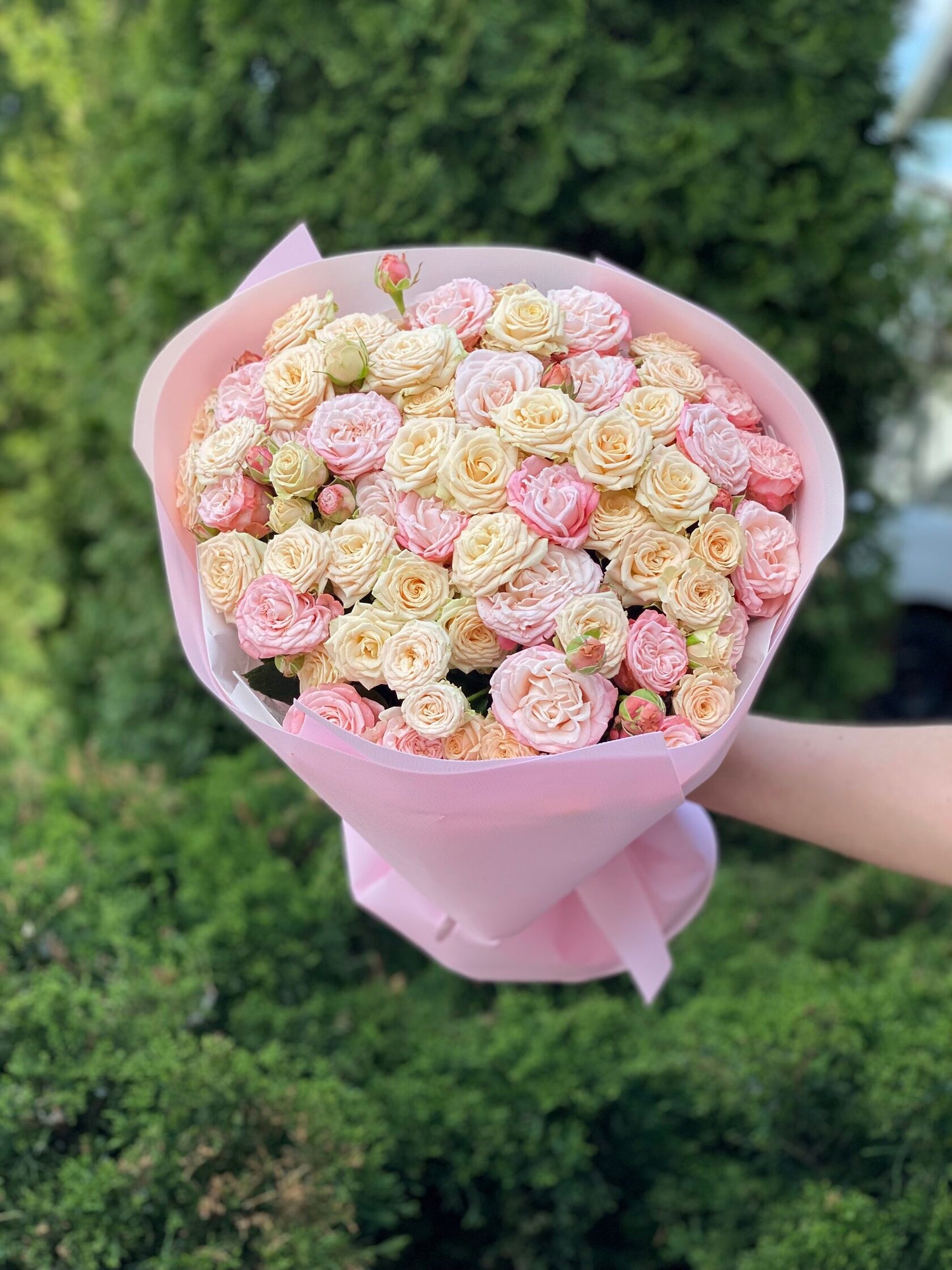 39 Roses Varieties Tanja and Bombastic