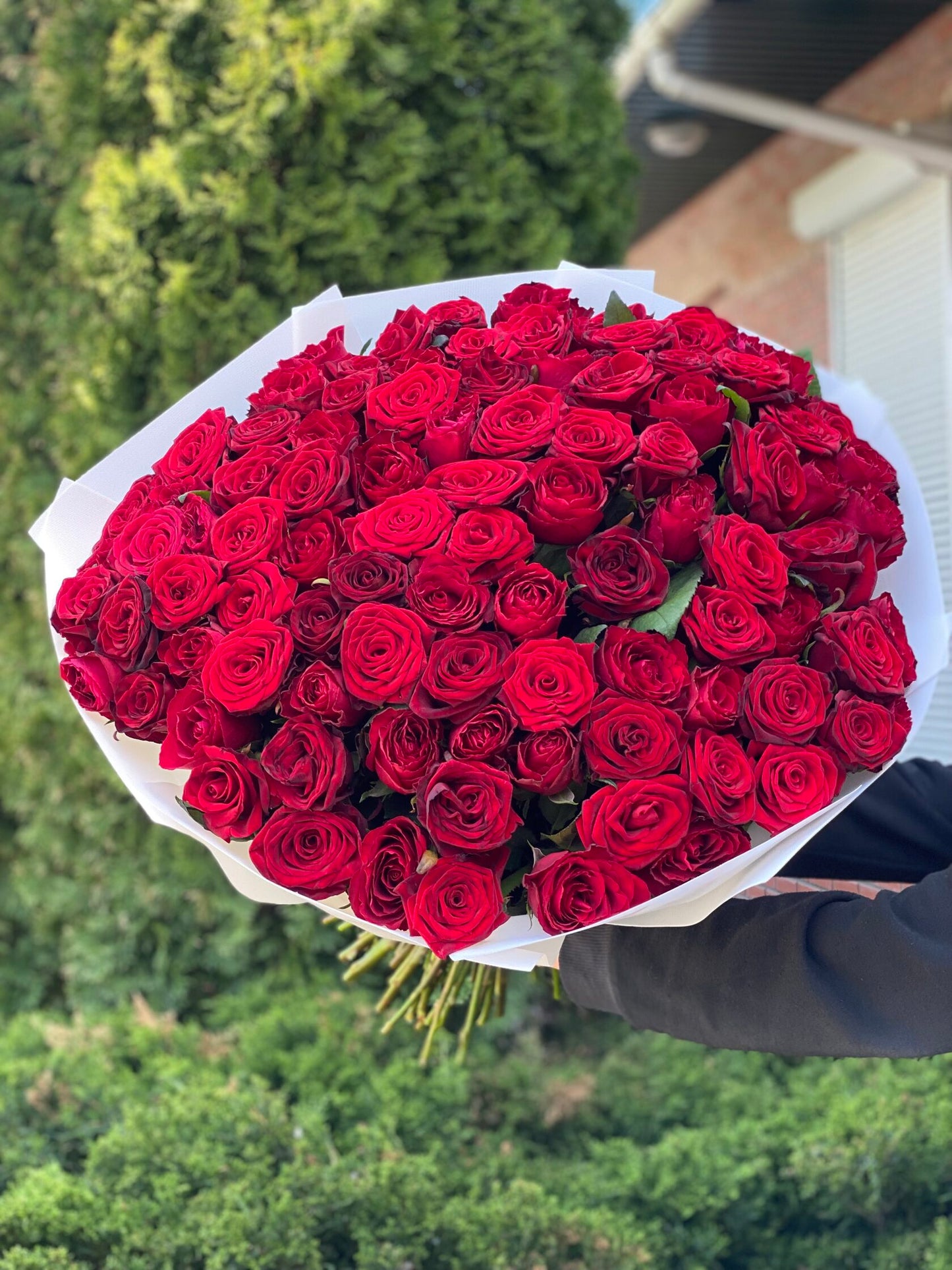 101 Roses Variety Grand Prix