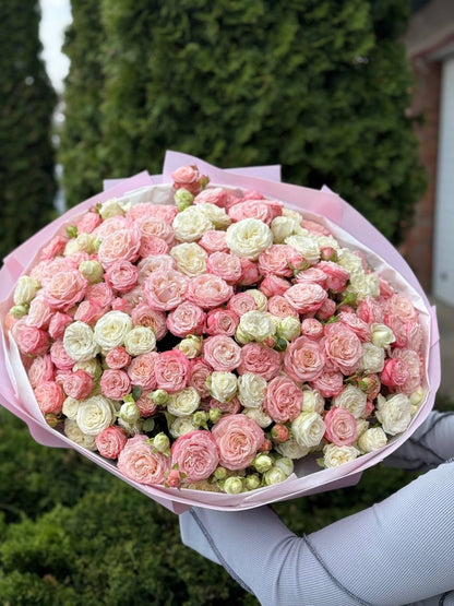 101 Peony-Shaped Roses (Miss Bombastic, Bombastic Varieties)