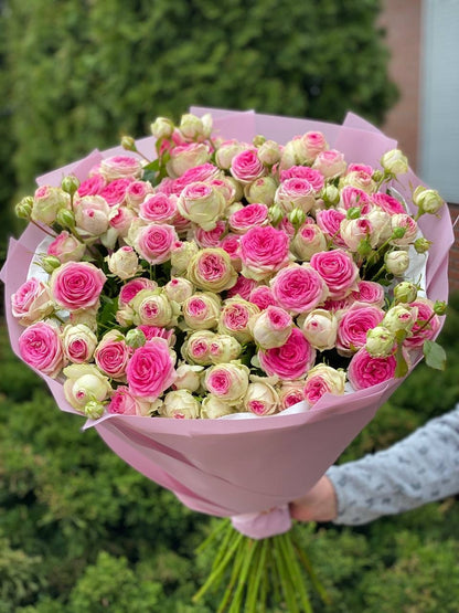 39 peony roses, Gelato variety