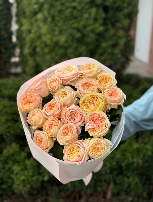 19 Roses Variety Priscilla Peony Roses