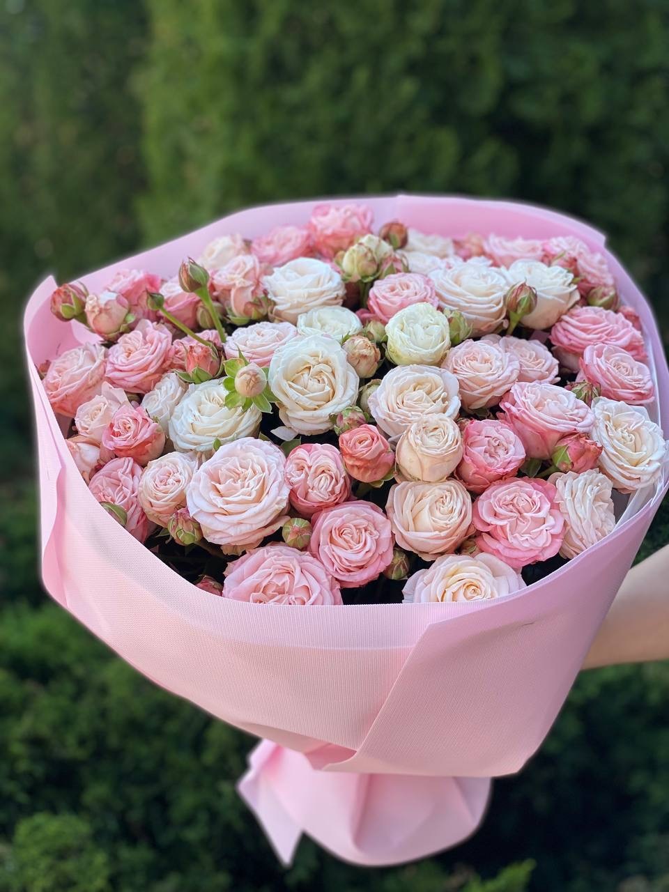 39 Roses Varieties Prince Bombastic and Bombastic