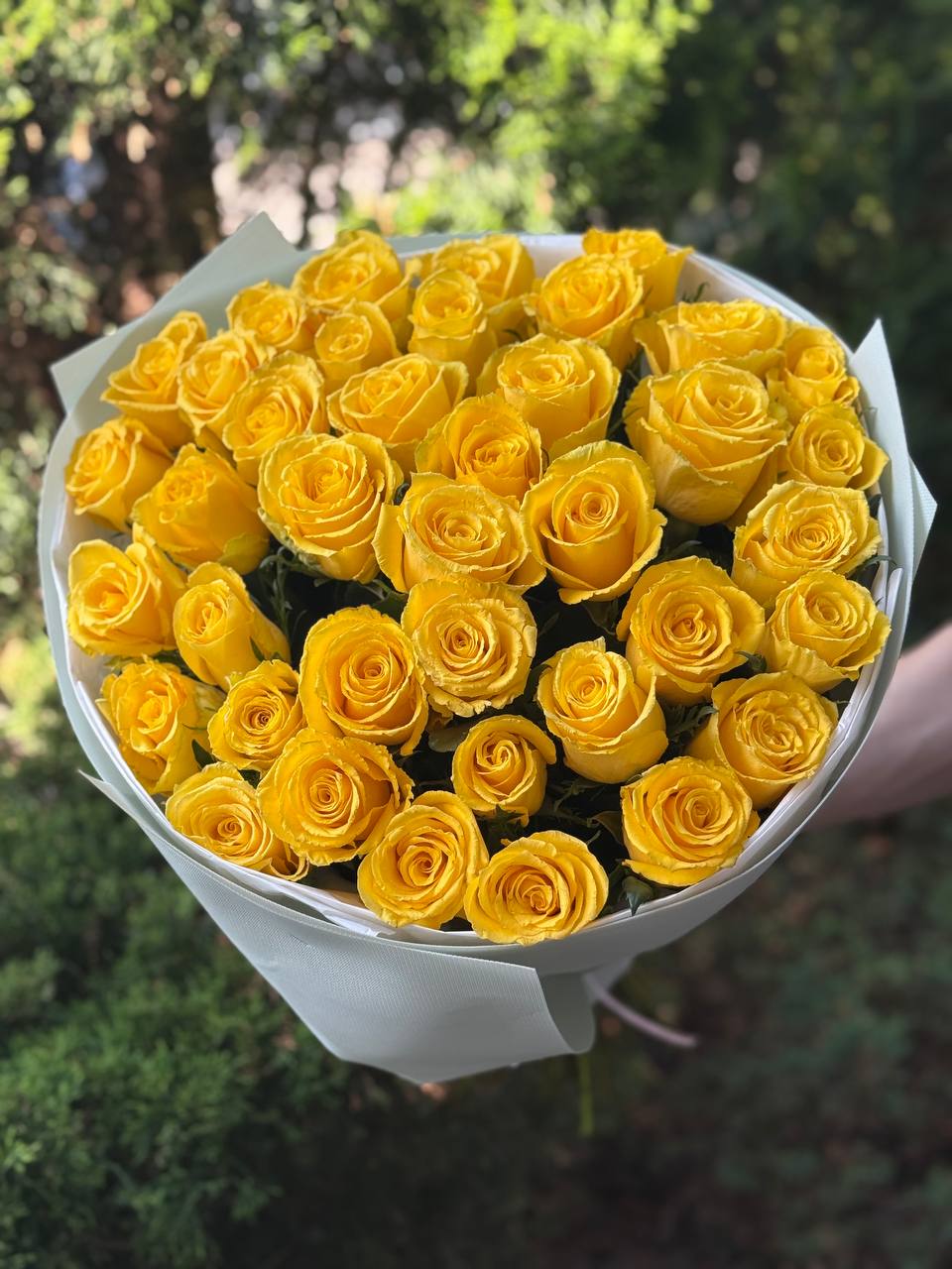 51 roses of the Penny Lane variety