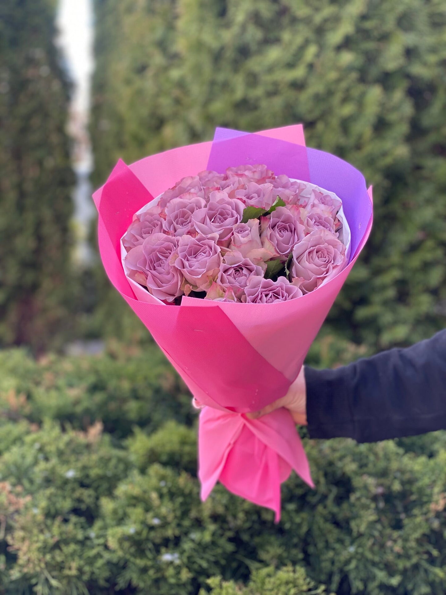 19 Roses Variety Purple Holland