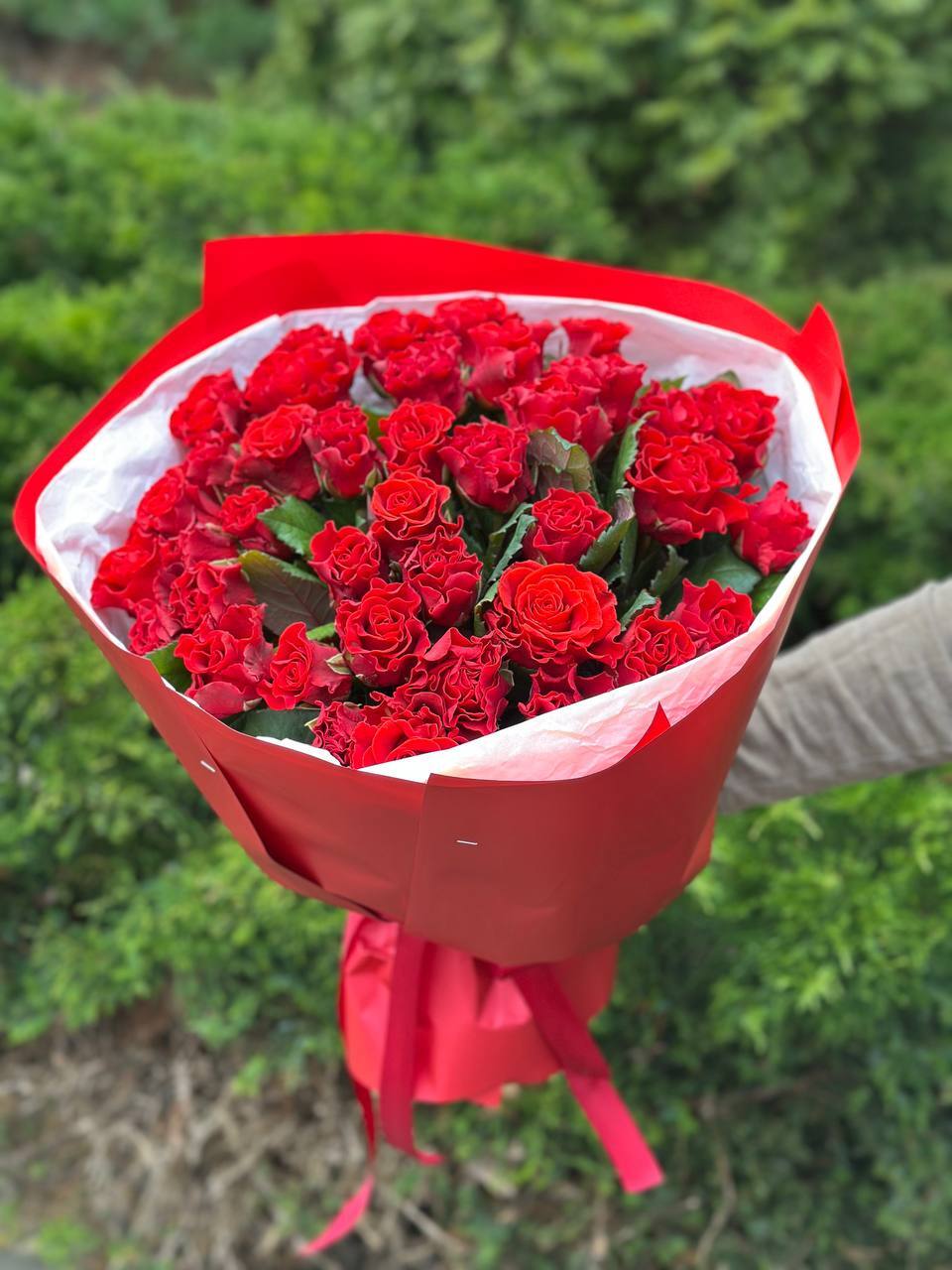 39 Roses Variety El Toro