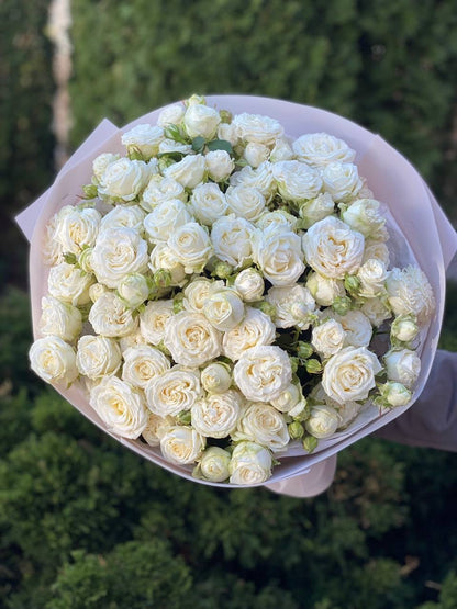 51 peony roses Miss Bombastic variety