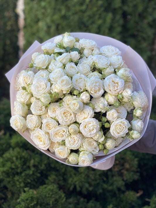 51 peony roses Miss Bombastic variety