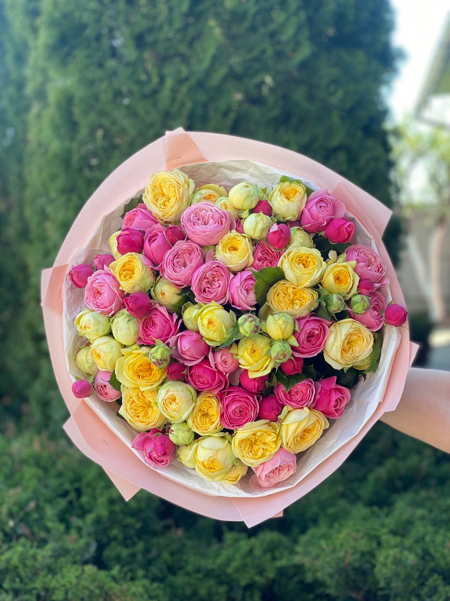 39 Peony Roses Varieties Light and Peony