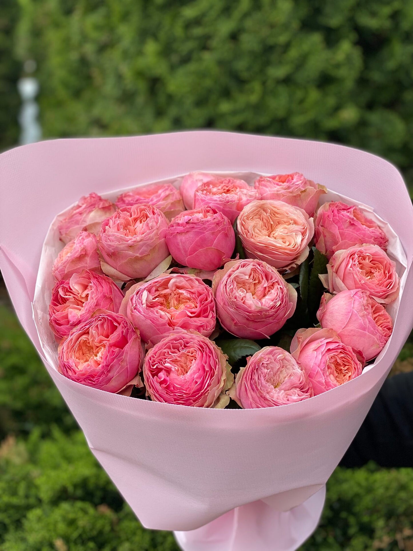 19 Roses Variety Harper Peony Roses