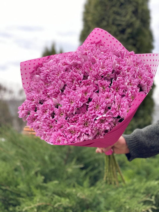 15 chrysanthemums (color Purple-Pink)